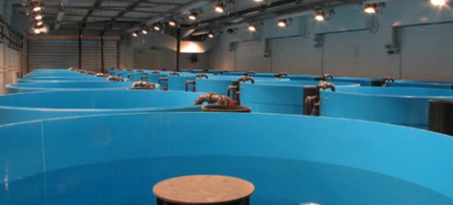 Vinnugransking.jpg