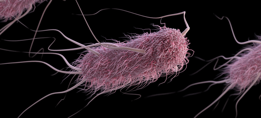 Ecoli bakteria.jpg