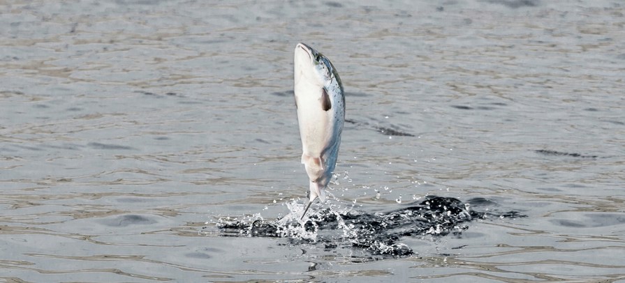 laksur_jumping-salmon.jpg