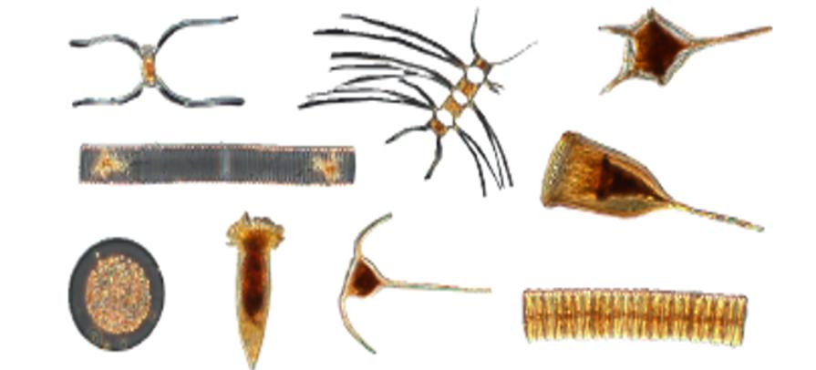 Plantuplankton Ian Salter.PNG