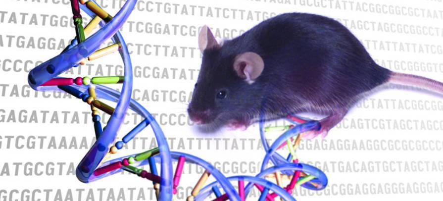 DNA Rotta