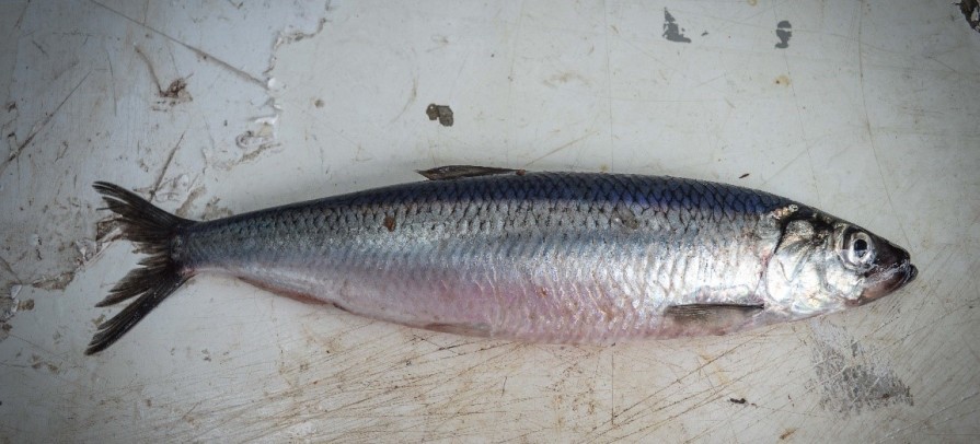 Sildagenom