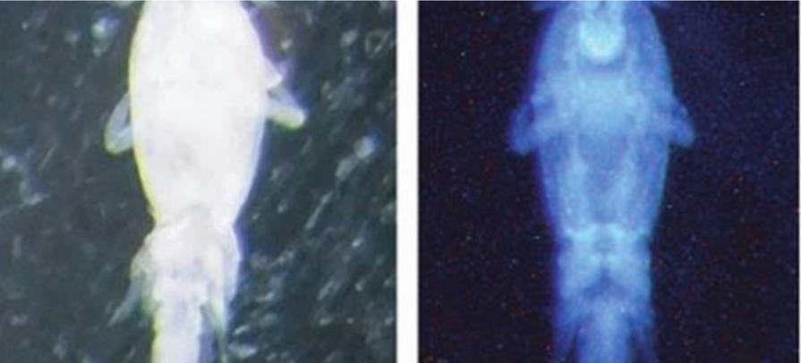 Laksalús Image Based Methods
