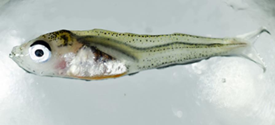 Toskayngul