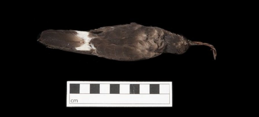 Storm Petrel