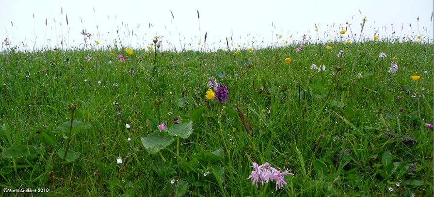 Blomur (C) Marita Gulklett