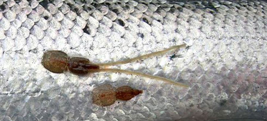Laksalus