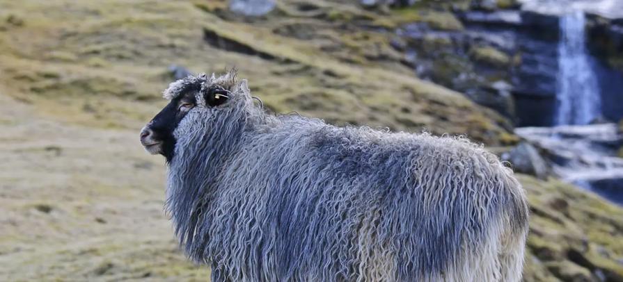 Nordwool Dorthea Joensen