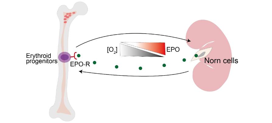 Red Blood Cell Production