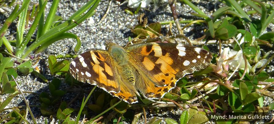 Tistilfirvaldur Mynd Marita Gulklett